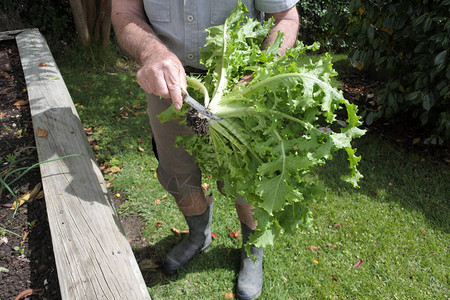 活跃的老人在家庭花园里切割新鲜莴苣植物的根可持续生活的概念照片真实的图片