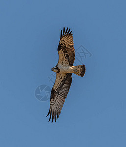 飞行中的小鹰或西Pandionhaliiaetus图片