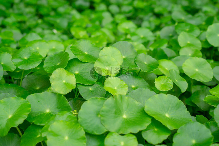 绿伞状的雨伞形叶水矮人称为MarshPenny或印度便图片