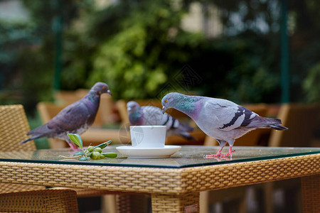鸽子坐在户外咖啡厅的餐桌边图片