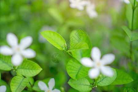 鲜嫩的芽软绿叶在天然绿化植物上开花图片