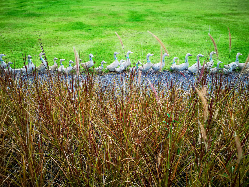 红叶田地红绿草和一群鸭子在后院花园背景的灰沙砾石上行走图片