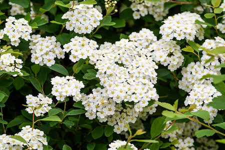 大枝的特写与精致的白花绣线菊雪丘灌木盛开美丽的户外花卉背景图片