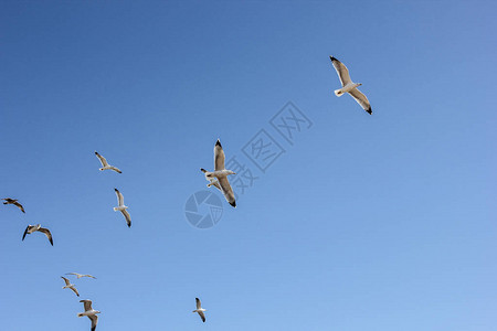 海鸥群飞过蓝天图片