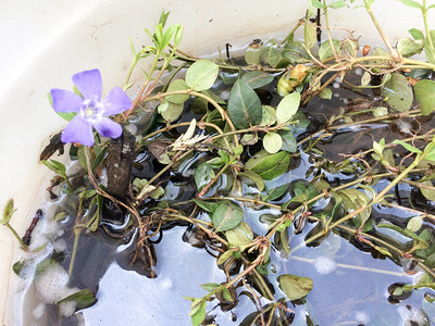 桶中的紫色花朵绿叶和水图片