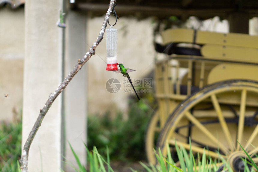 鸟水中接近绿色蜂鸟饮用水图片