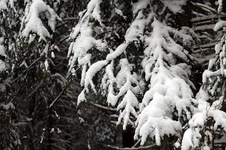 乡村雪景图片