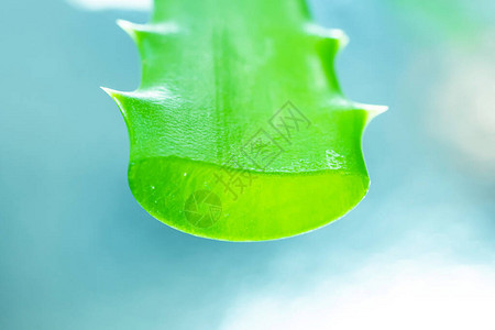 绿叶上的Aloevera凝胶在浅色背景上紧贴皮肤图片