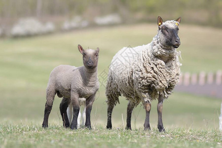 春天的羊妈和她的小羊图片