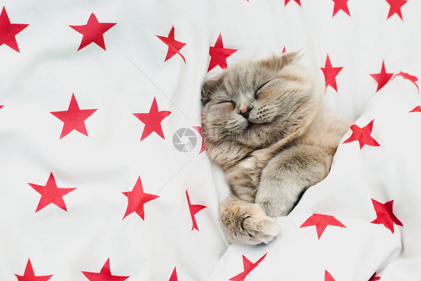 睡猫被盖上美丽的星与的床铺甜蜜健康的睡眠概念图片