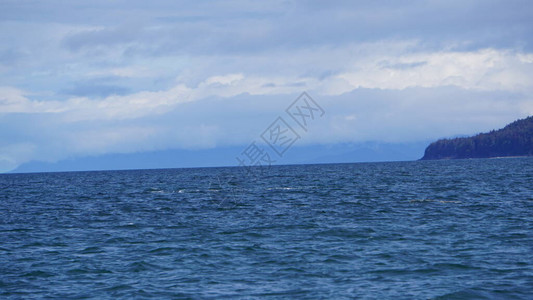 在阿拉斯加峡湾的风景中鲸图片