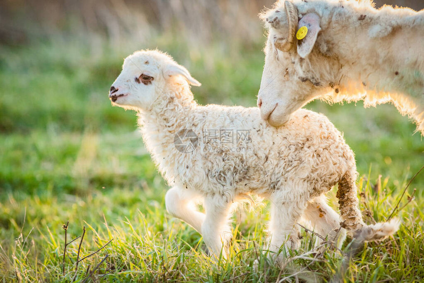 可爱的小羊羔和绵羊放图片
