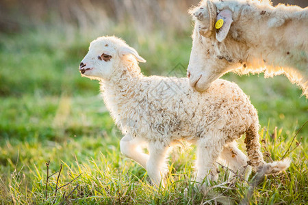 可爱的小羊羔和绵羊放图片