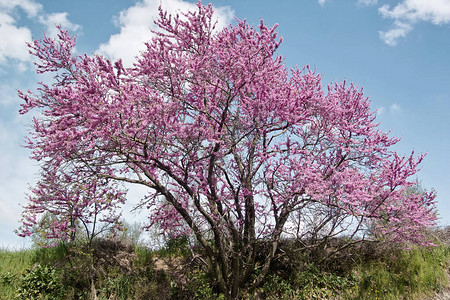 春天盛开的犹大树图片