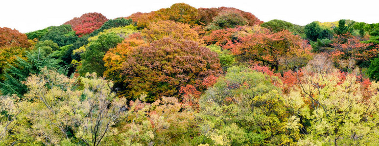 白色背景上五颜六色的秋天森林全景图片
