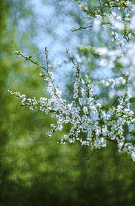 花园的白梅花艺术背景与bo背景图片