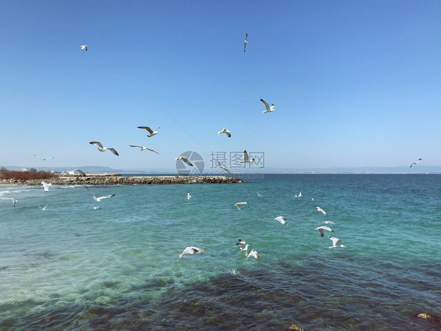 晴天海鸥飞过大海图片