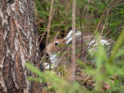 一只野兔躺在灌木丛后面的地上野兔有棕色的皮肤耳朵是白色的眼睛很漂亮图片
