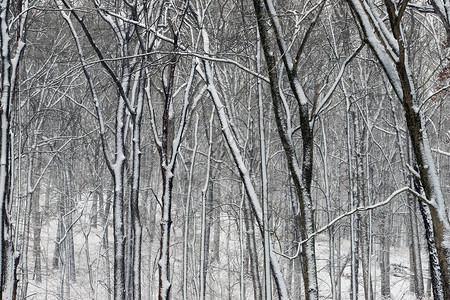 白天雪皑的森林风景图片