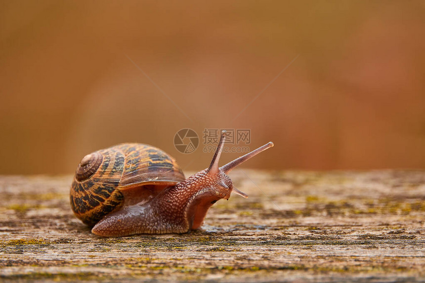 俗名罗马蜗牛勃艮第蜗牛食用蜗牛或蜗牛图片
