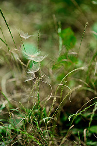 蓝花背景摘要图片