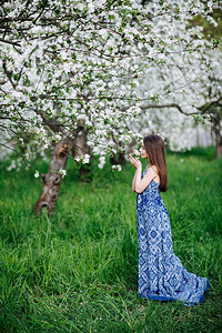 一个穿着蓝色长裙的女孩在花园里享受着盛开的苹果树的香气盛开的花图片