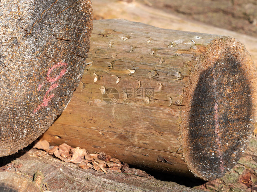 树皮下的收割标记在采伐机中从饲料滚图片
