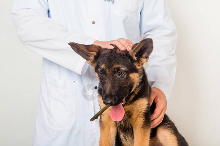 在诊所兽医检查的德国牧羊人的小狗图片