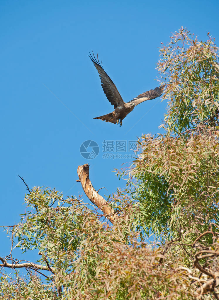 黑鸢milvusmigrans野鸟从大树枝的栖息处飞翔图片