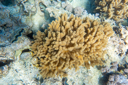 深海珊瑚虫图片
