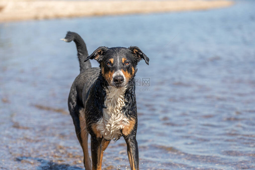 AppenzellerSennhund在海滨图片