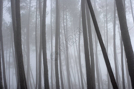 美丽神秘的雾林图片