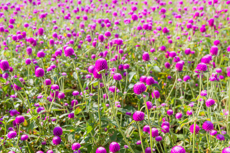 花园里的紫苋菜花与阳光辉背景图片