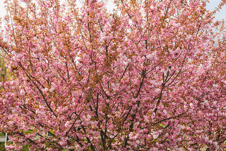 宽阔美丽的日本樱花树图片