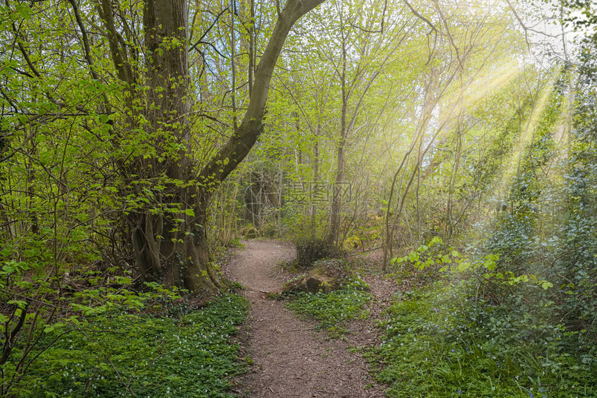 春天佩尔塞顿森林的魔力与清晨的太图片