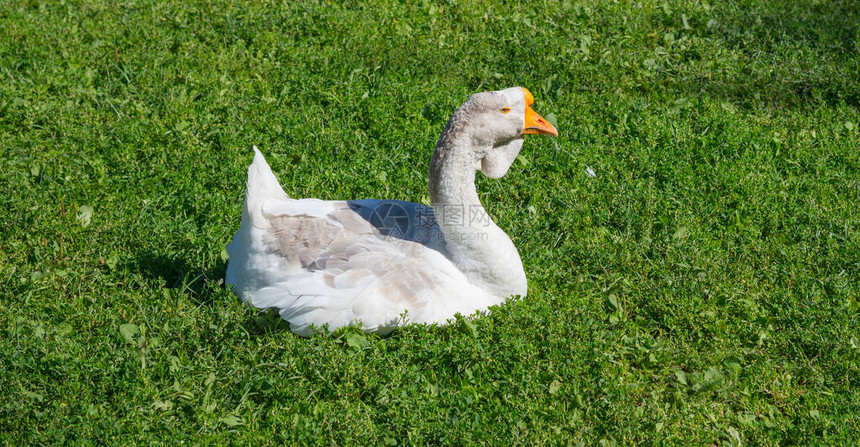 绿草地上的白鹅图片
