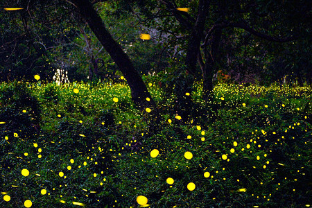 萤火虫在森林里飞舞泰国巴真武里夜间灌木丛中的萤火虫高清图片