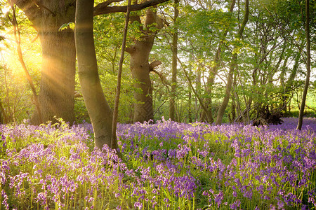 森林树下的蓝铃景观黎明的阳光升起春天图片