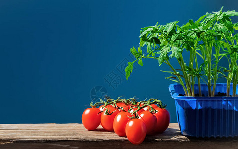 盆栽和成熟番茄中的番茄幼苗图片