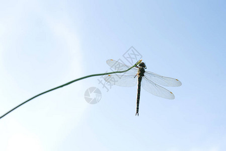 美丽的蜻蜓站在蓝天背景上的草叶上图片