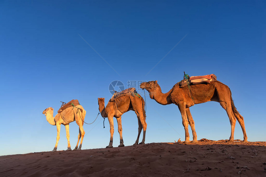 日出时在ErgChigaga的单峰骆驼商队是摩洛哥的两个主要撒哈拉沙漠地区图片