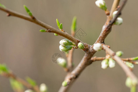 春天花园里美丽盛开的梨树花的特写枝图片