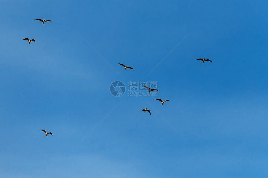 蓝天中的海鸥图片