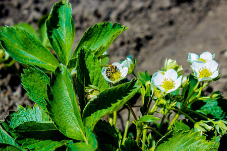 农业综合企业在农场种植草莓春天图片