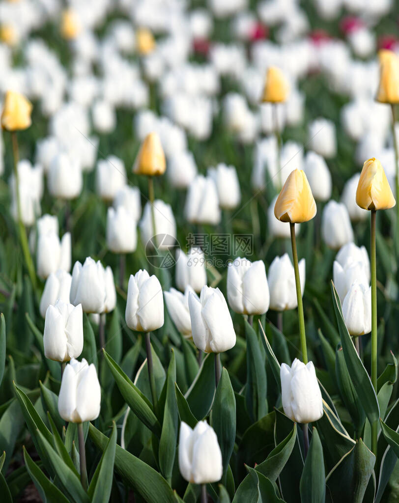 盛开的郁金香春天背景春天草坪上的白色和黄色郁金香图片