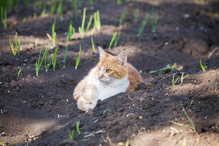 在菜园里玩耍的橙色虎斑猫图片