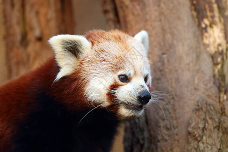 红熊猫Ailurusfulgens火狐或小熊猫红熊猫和红猫熊图片