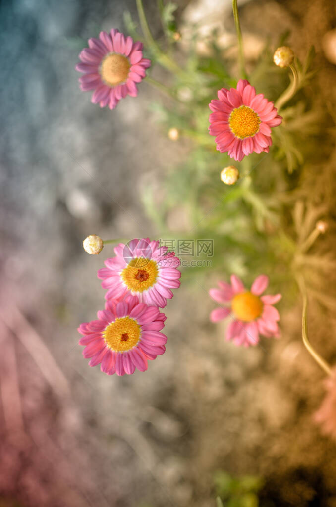 在花园中涂粉红色的DaisyPyrethrumcoc图片