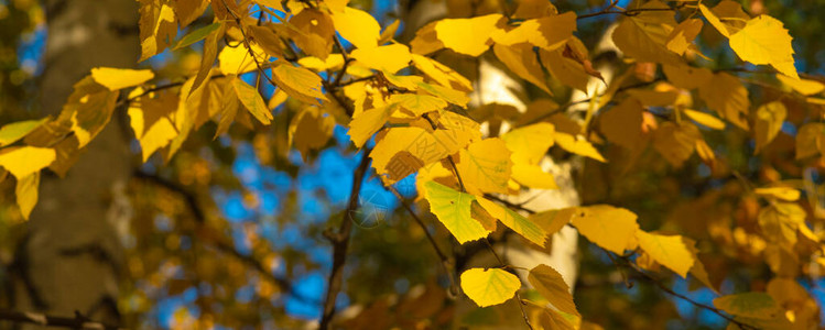 秋天全景自然背景金黄色的白图片