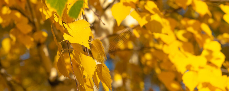 秋天全景自然背景金黄色的白图片